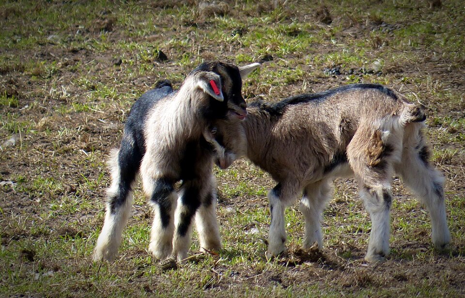 Cute livestock animal