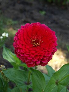 Flower flowers flowering