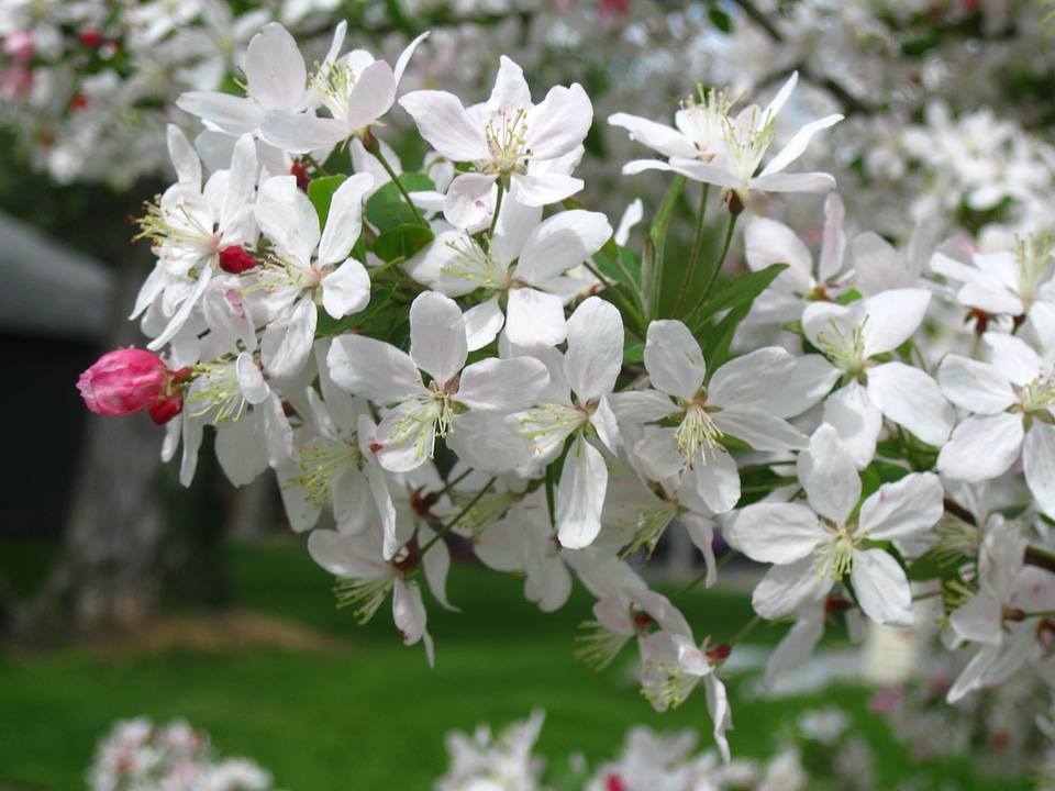 Blossom apple tree blossom pink