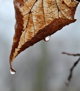 Drop fog autumn