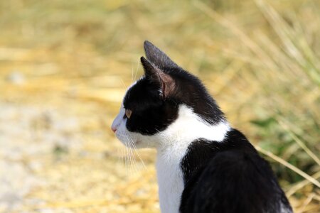 Domestic animal black white cat head photo