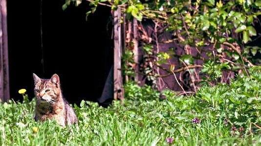 Meadow sunshine rest