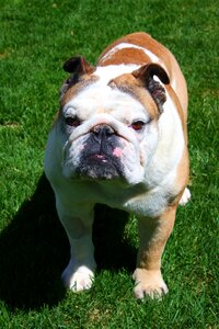 English dog standing photo