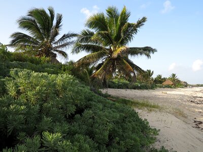 Yucatan palms beaches photo