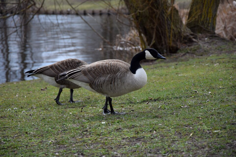 Bird animals duck on meadow
