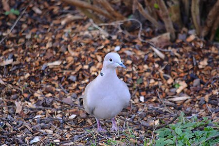 Ornithology animal collared dove