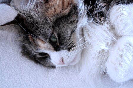 Domestic cat sweet maine coon photo