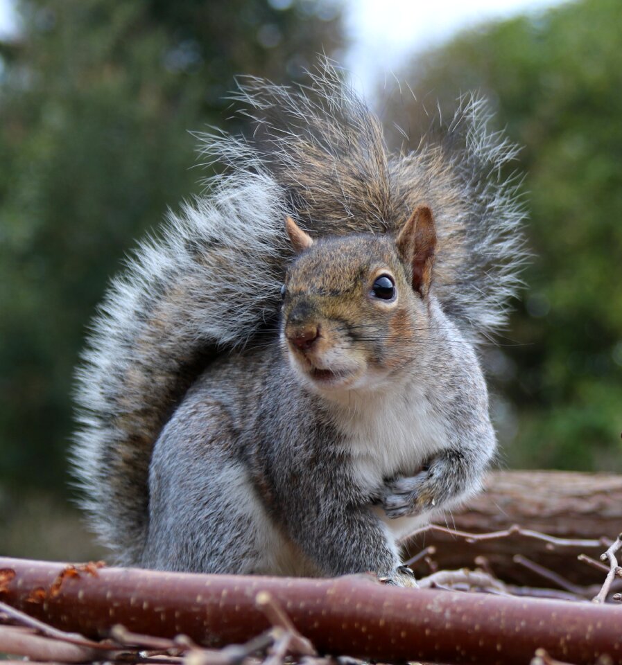Sitting animal grey