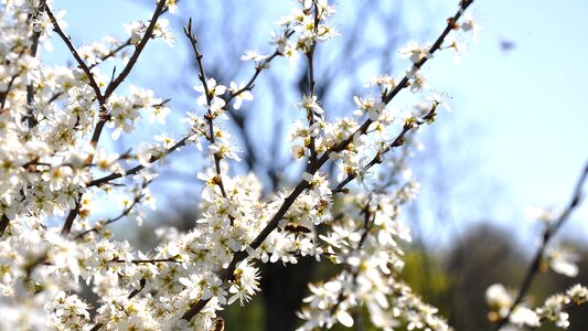 Meadow sunshine flowering tree photo