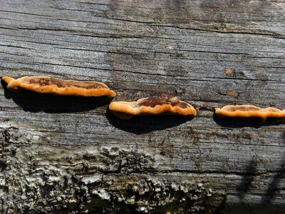Mushrooms trunk fungi