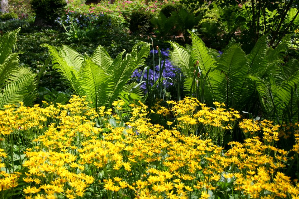 Hosta yellow flowers