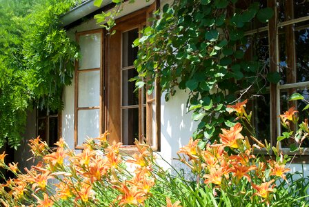 Window garden plant photo