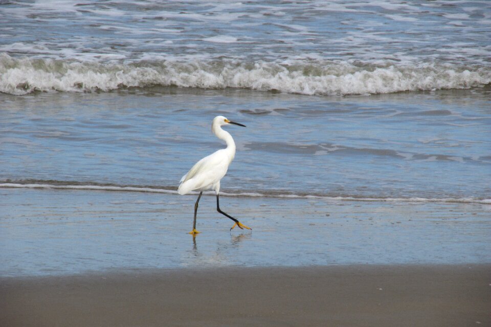 Heron bird environment