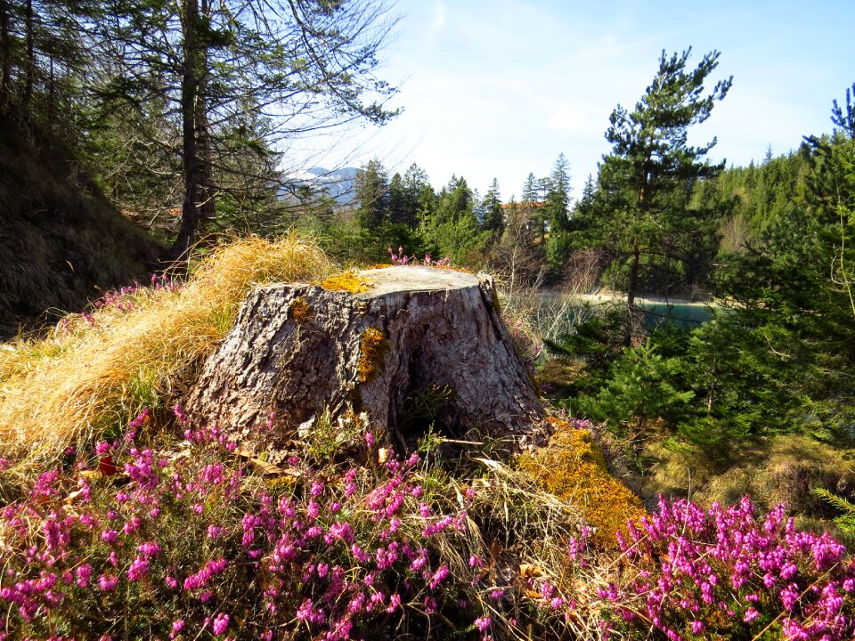 Flower tree stump nature