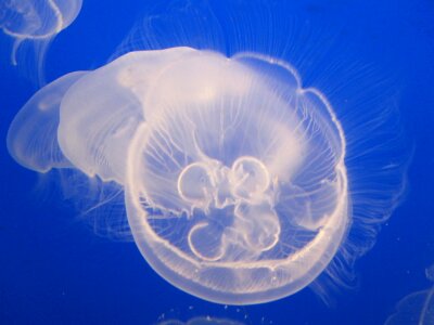 Aquarium creature marine