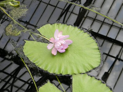 Lotus pond botany photo