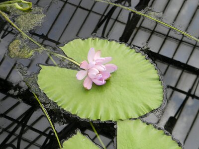 Lotus pond botany