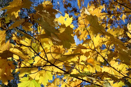 Leaf autumn yellow leaves