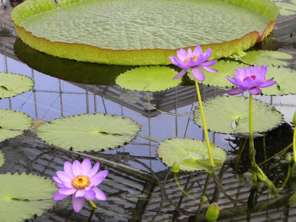 Water blossom flora