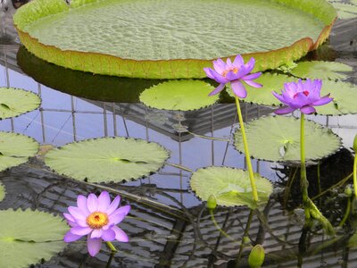 Water blossom flora