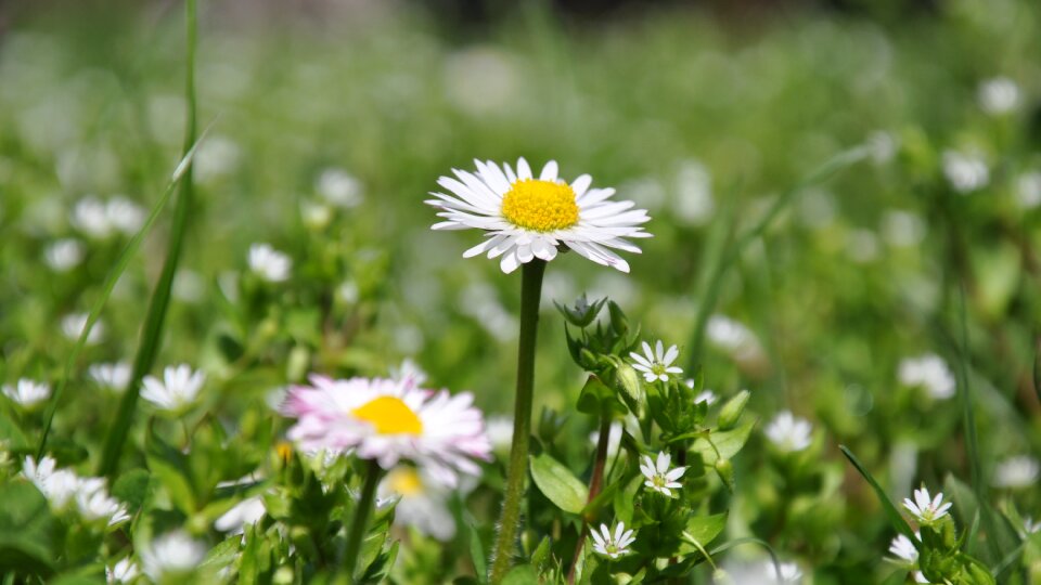 Meadow sunshine daisy photo