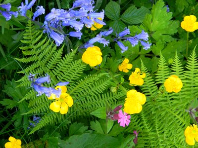 Bluebells bloom color photo