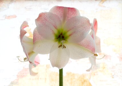 Flower amaryllis plant close up photo