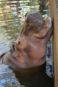 Water hippo Free photos