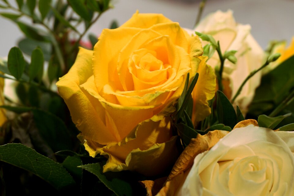 Bloom nature yellow