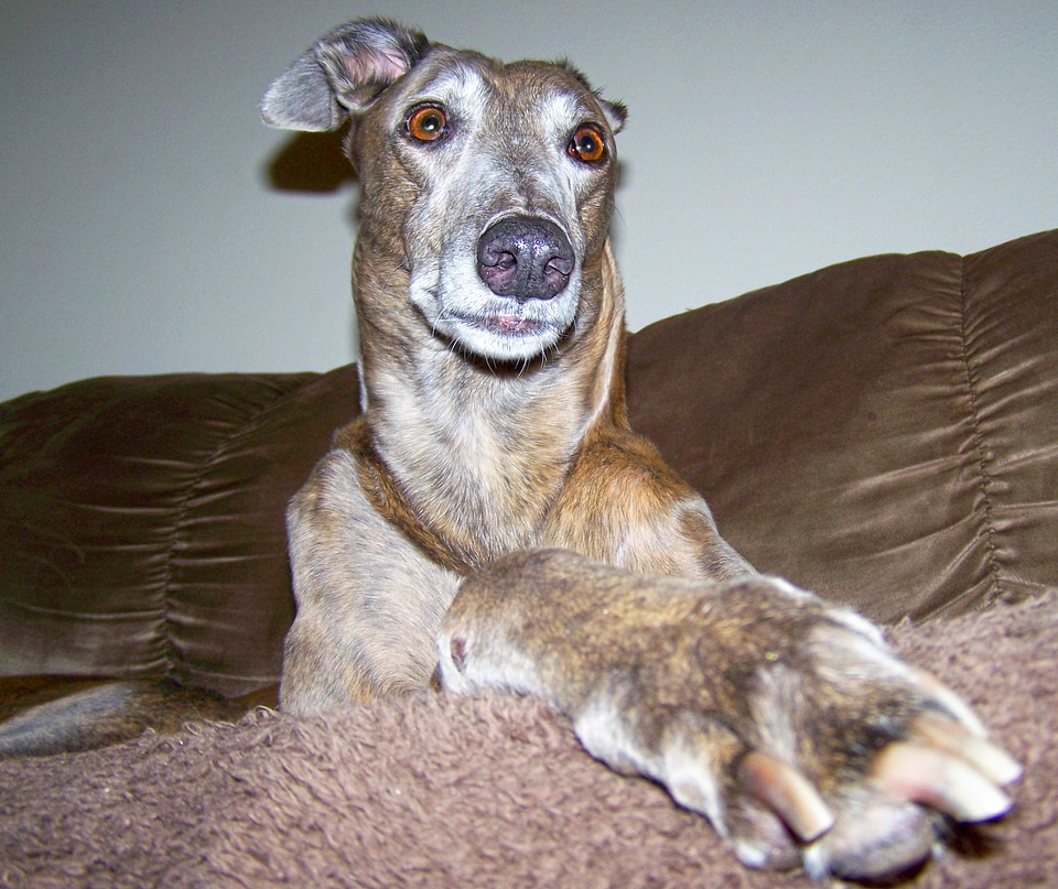Funny greyhound happy