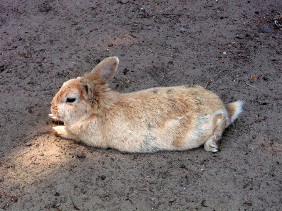 Mammal nager easter
