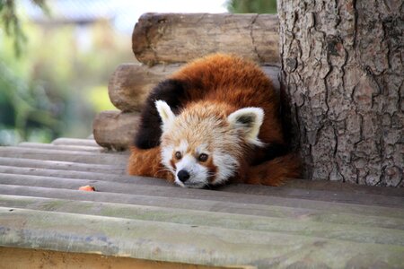 Park zoo cute