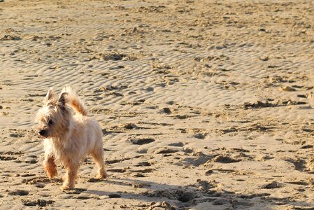 Beach sand beige