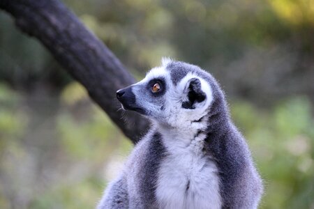 Animal madagascar wild