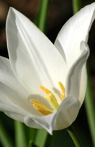 Petal pistil stamen
