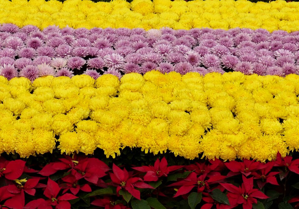 Chrysanthemums yellow stripes