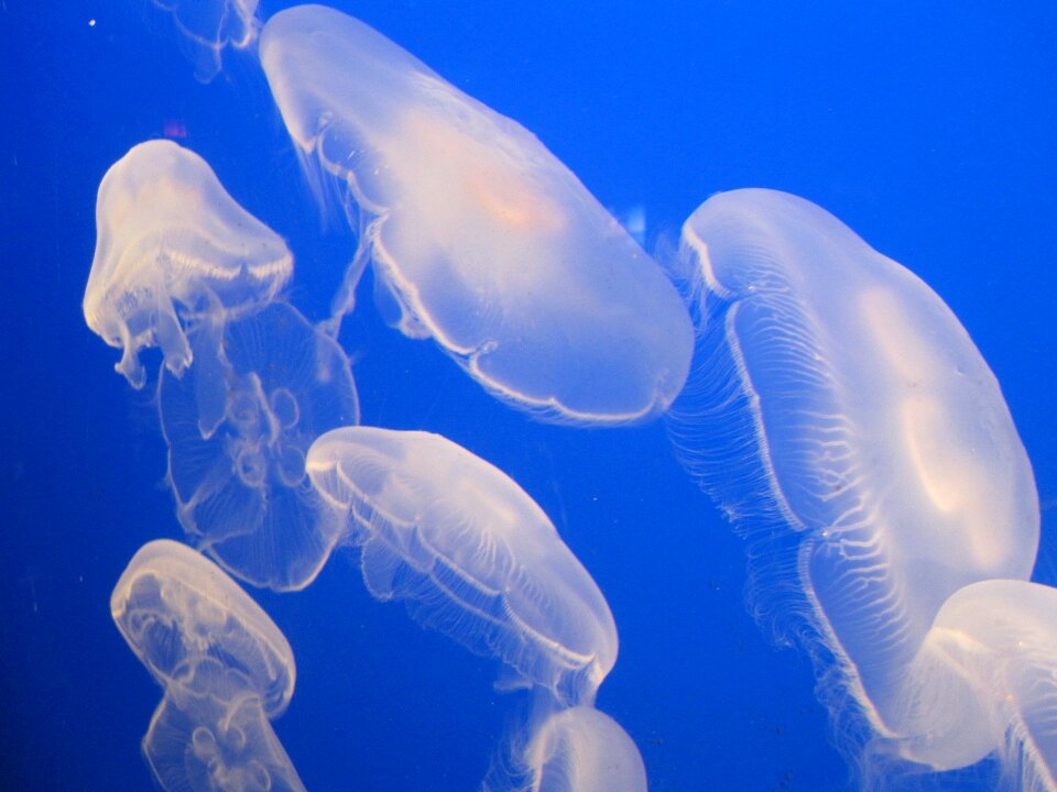 Aquarium creature marine