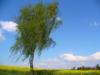 Germany nature scene