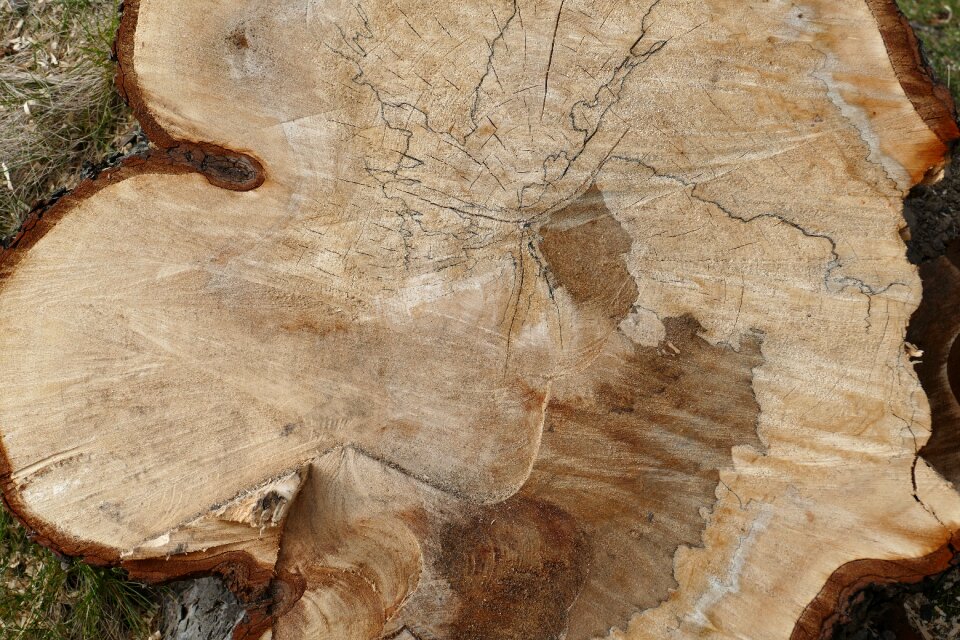 Annual rings tribe wood
