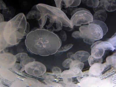 Aquarium creature marine photo