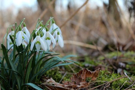 Snowdrops spring flower