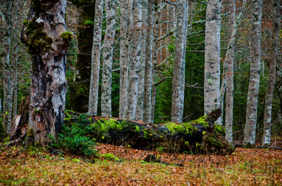 Mystical birch forest log photo