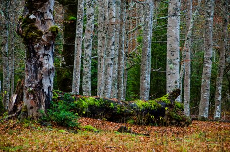 Mystical birch forest log photo