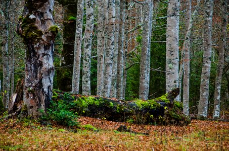 Mystical birch forest log