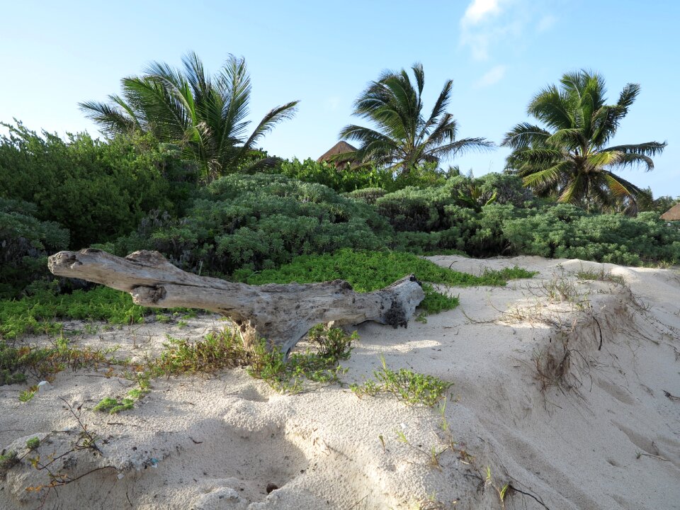 Yucatan palms beach