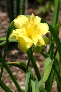Double yellow anther