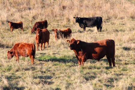 Cows bull hage