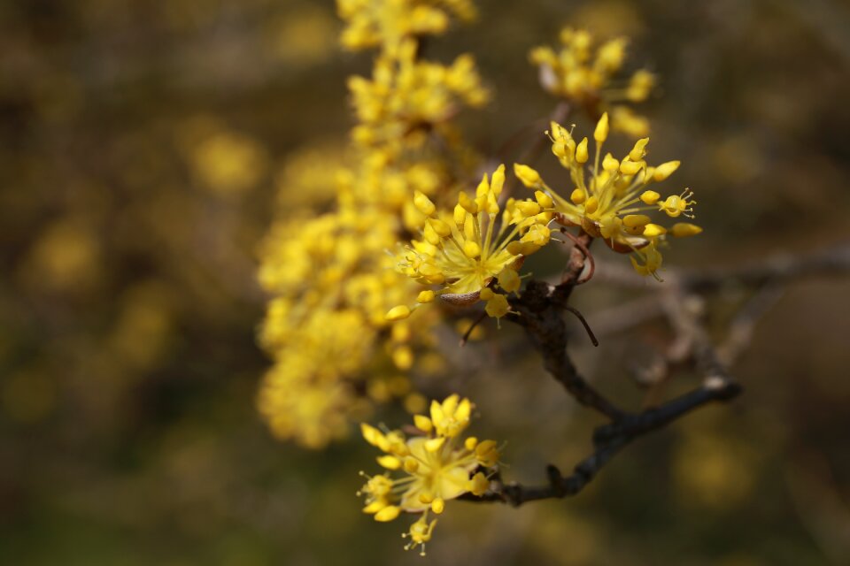 Plants yellow spring
