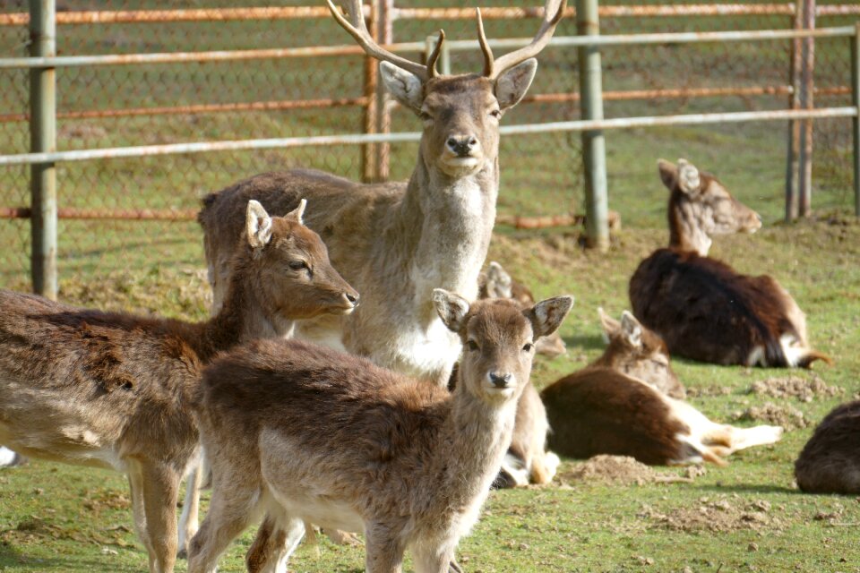 Wild roe deer hirsch