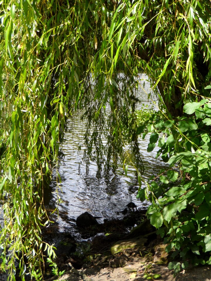 Idyll grove shore rain